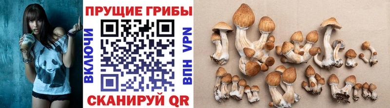 что такое наркотик  Хвалынск  Галлюциногенные грибы Psilocybine cubensis 